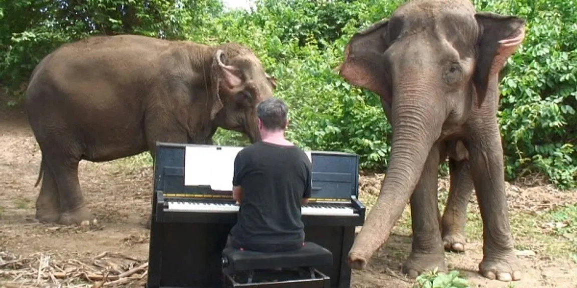 पीडित हत्तींचे मधुर संगीताने मनोरंजन करणारा अवलीया संगीतकार